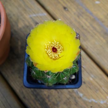 photo of a blooming cactus