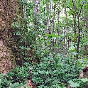 photo of a crowsfoot plant growing up a tree